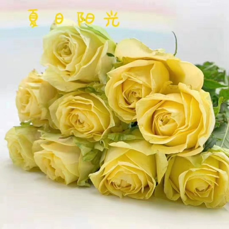 白玫瑰-坦尼克-------玫瑰花