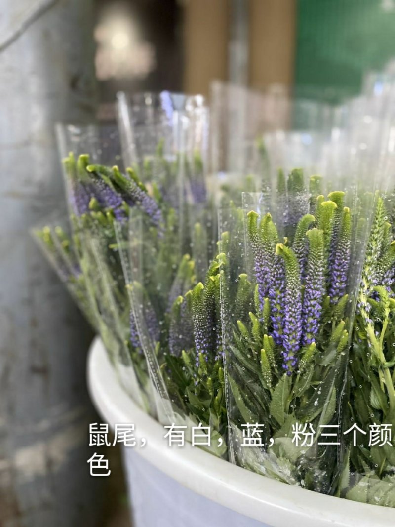 白玫瑰-坦尼克-------玫瑰花