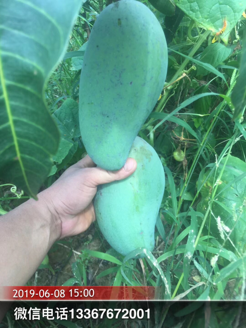 桂七芒果苗正品嫁接苗