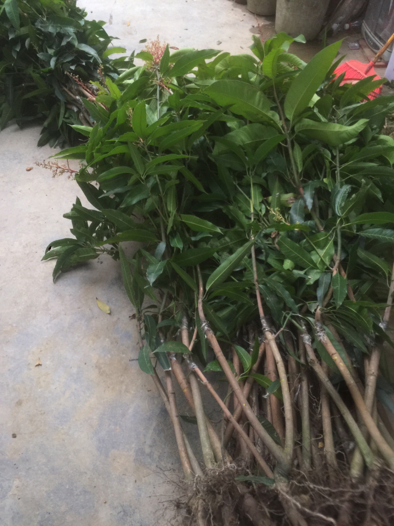 桂七芒果苗正品嫁接苗