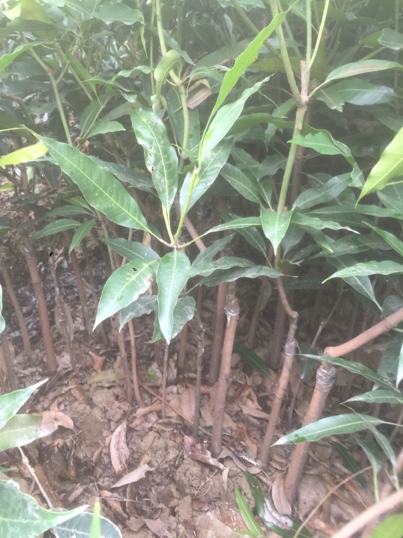 桂七芒果苗正品嫁接苗