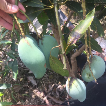 桂七芒果苗正品嫁接苗
