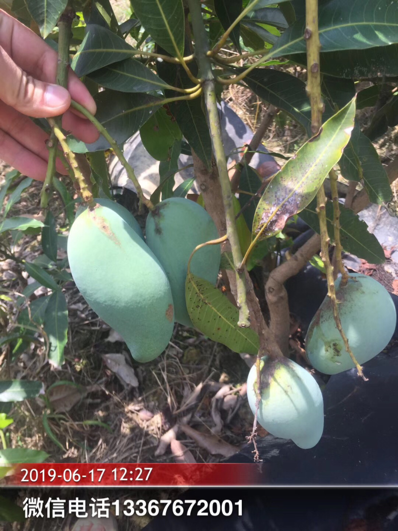 桂七芒果苗正品嫁接苗