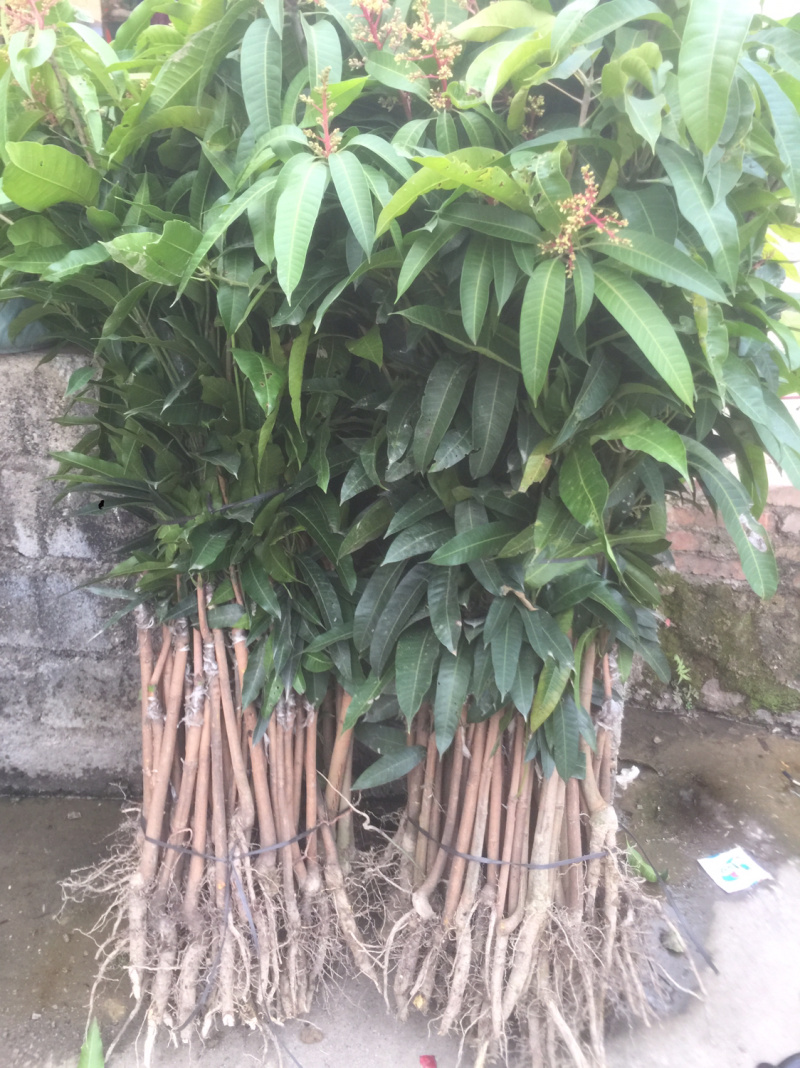 桂七芒果苗正品嫁接苗