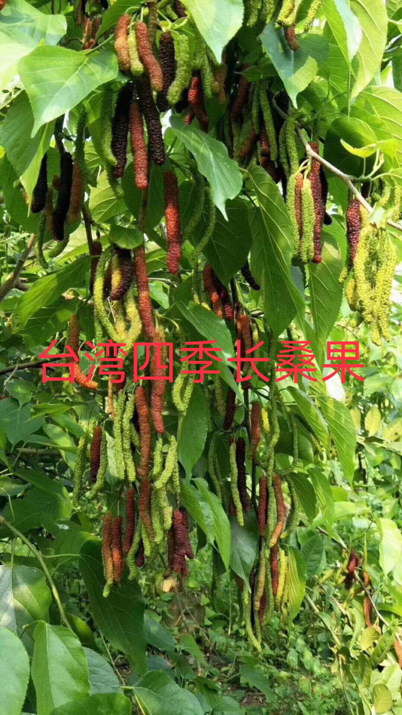 大十果桑苗泡酒桑苗长果桑苗正品嫁接苗
