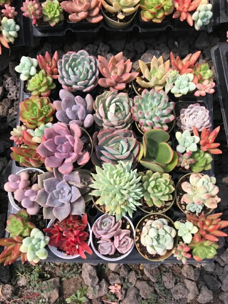 玫瑰花