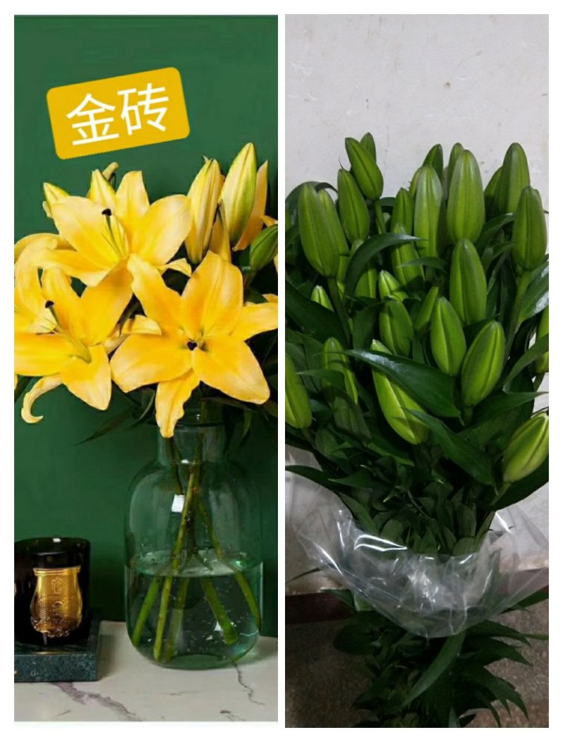 玫瑰花