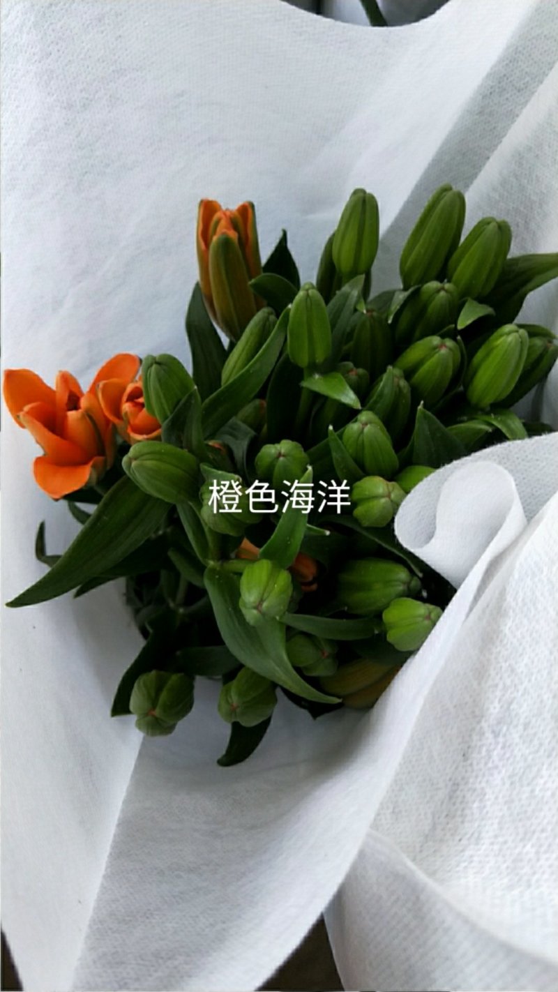 玫瑰花