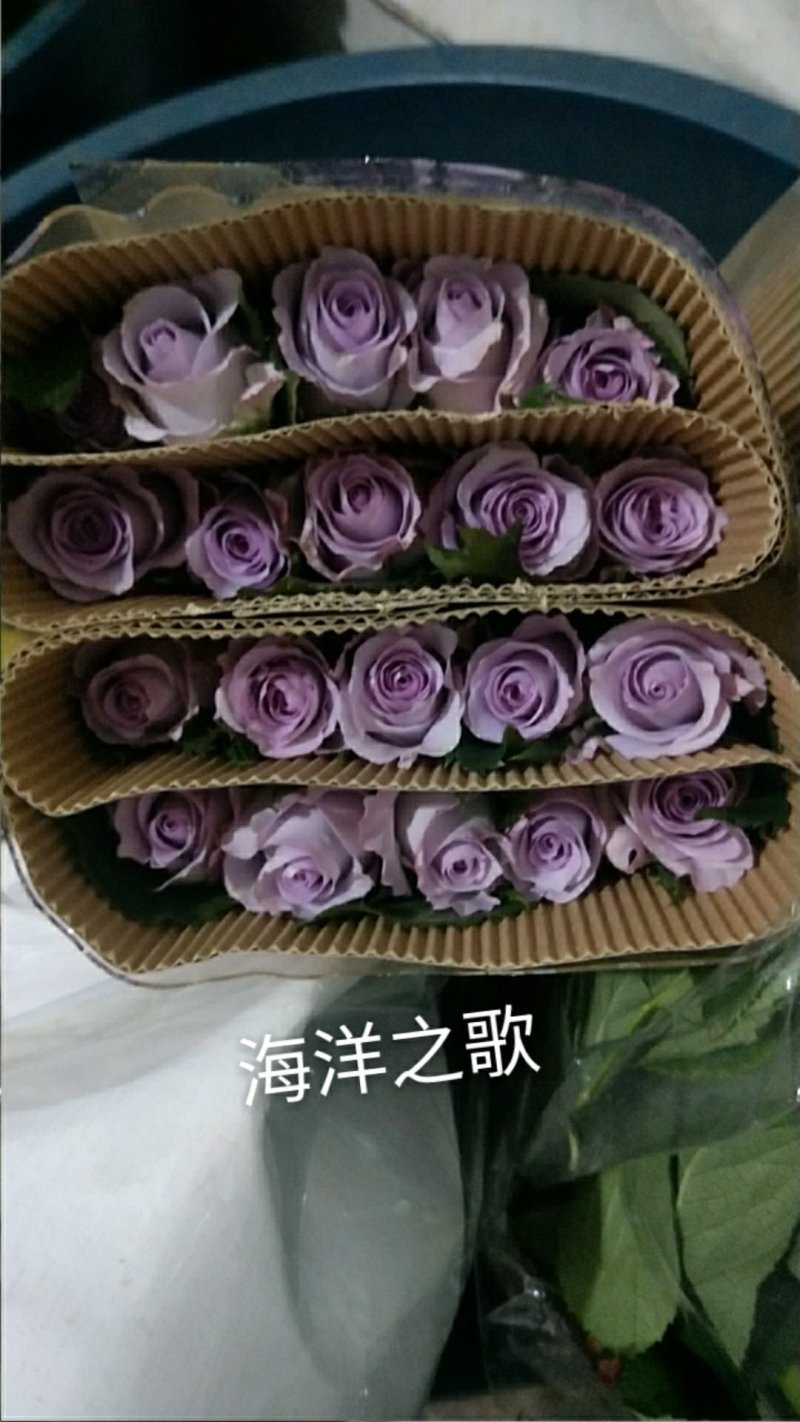 玫瑰花