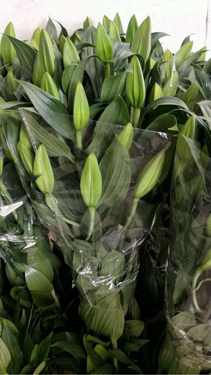 玫瑰花