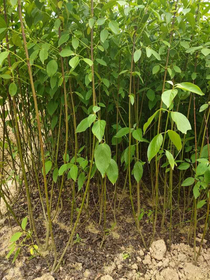 【精选苗木】红瑞木，红瑞木苗，绿化苗木，工程苗木