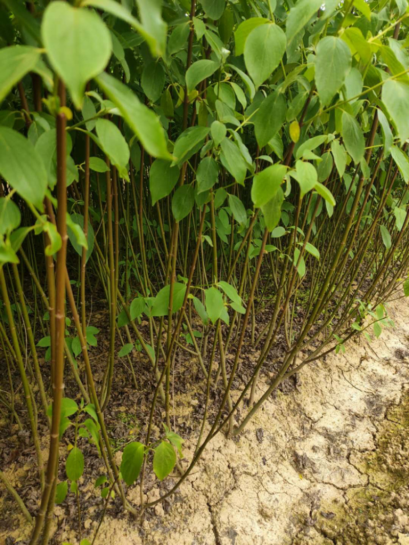 红瑞木，红瑞木工程苗，绿化苗木，绿化工程苗木，红杆树