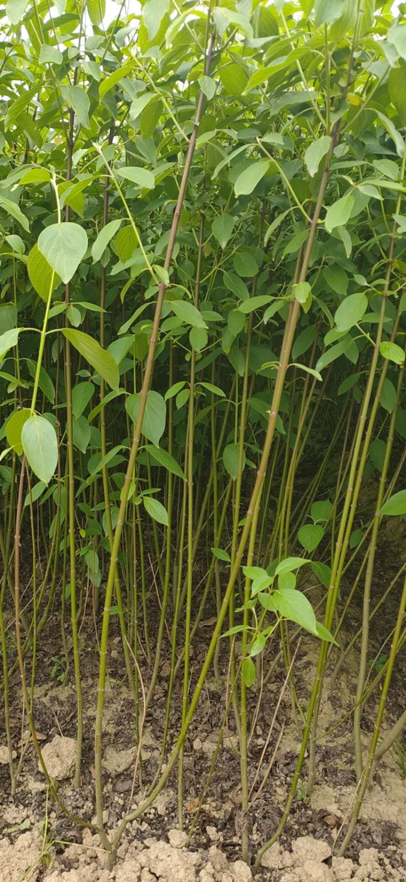 红瑞木，红瑞木工程苗，绿化苗木，绿化工程苗木，红杆树