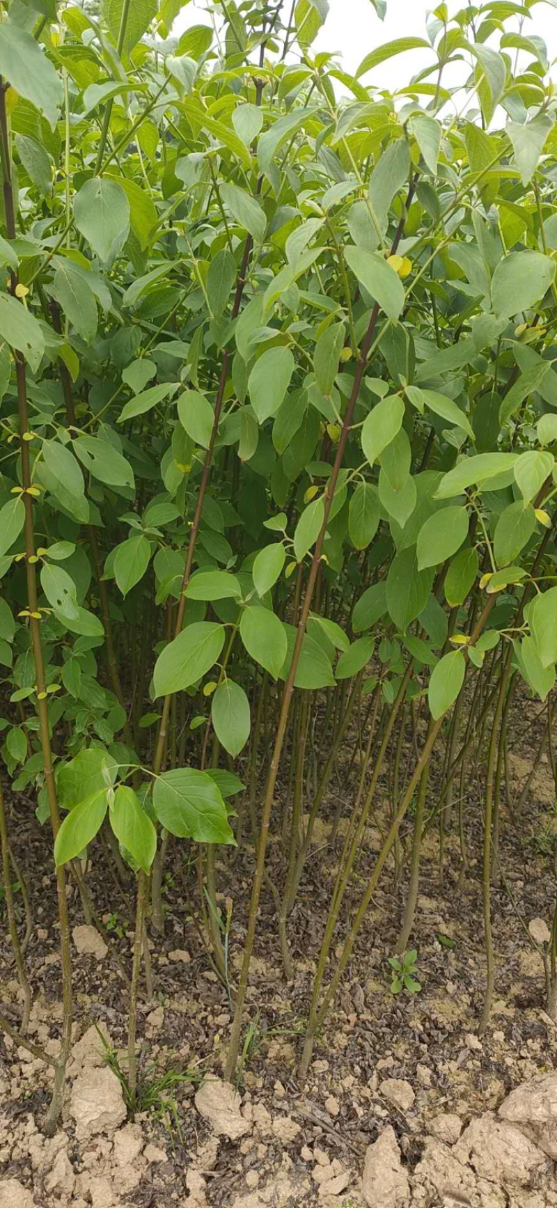 红瑞木，红瑞木工程苗，绿化苗木，绿化工程苗木，红杆树
