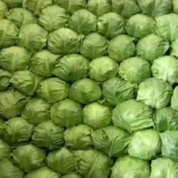 山东泗水大棚绿甘蓝大量供应1.5～2斤左右欢迎洽谈