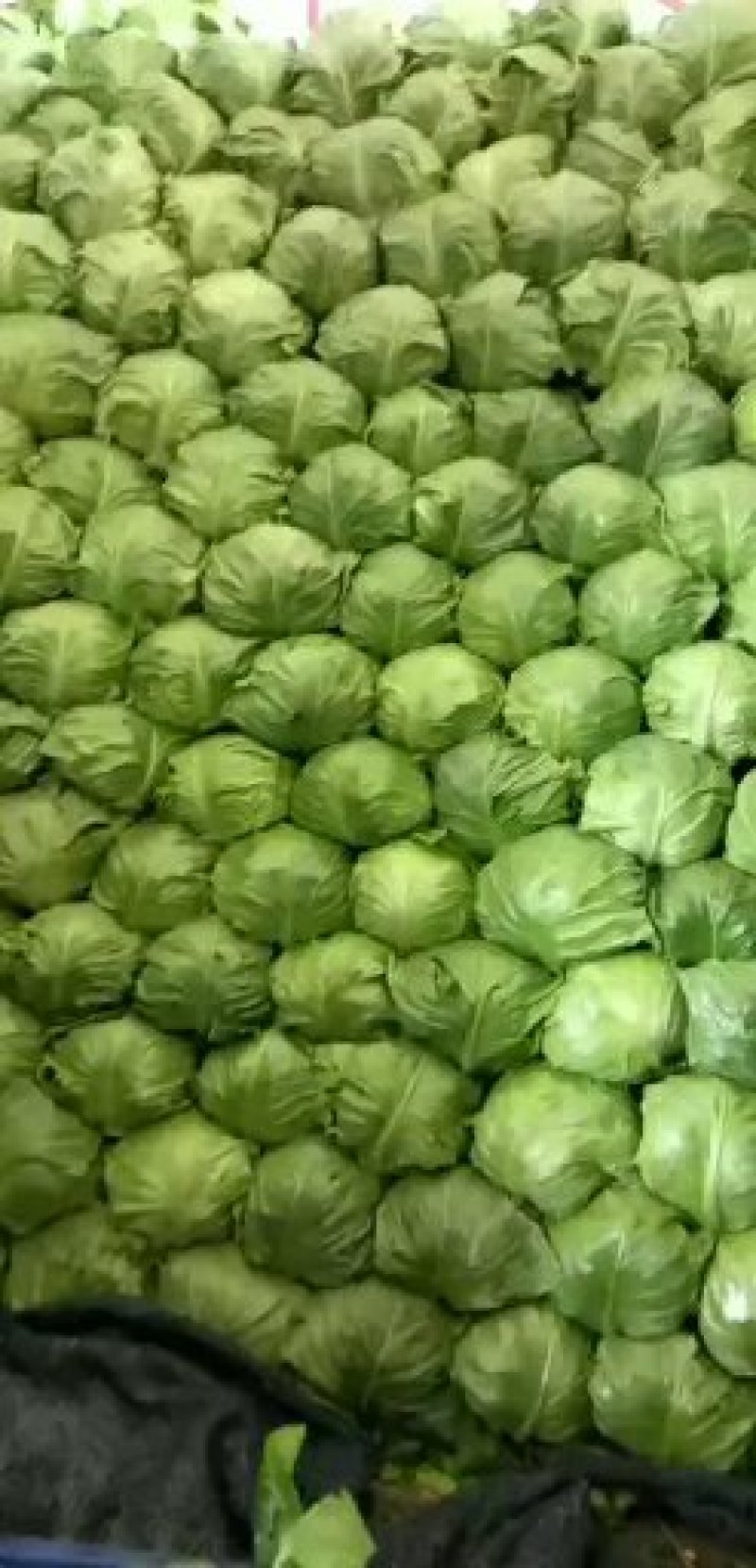 山东泗水大棚绿甘蓝大量供应1.5～2斤左右欢迎洽谈