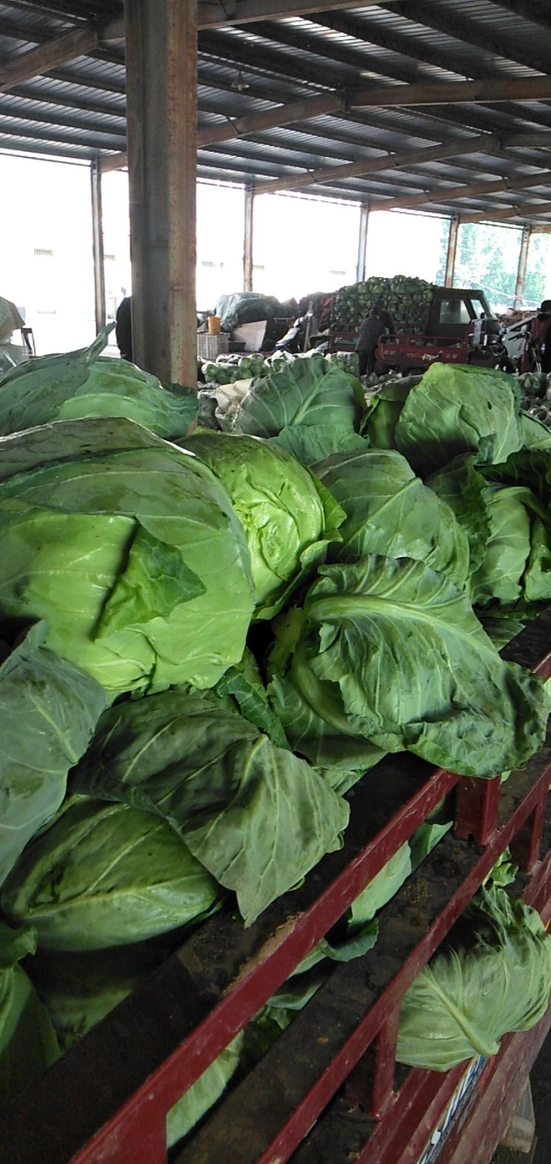 山东泗水大棚绿甘蓝大量供应1.5～2斤左右欢迎洽谈