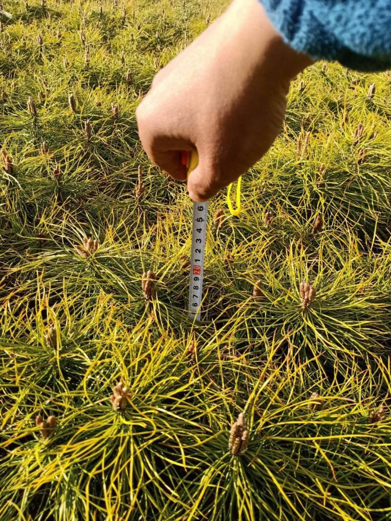 三年樟子松