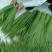 白洋淀芦苇叶