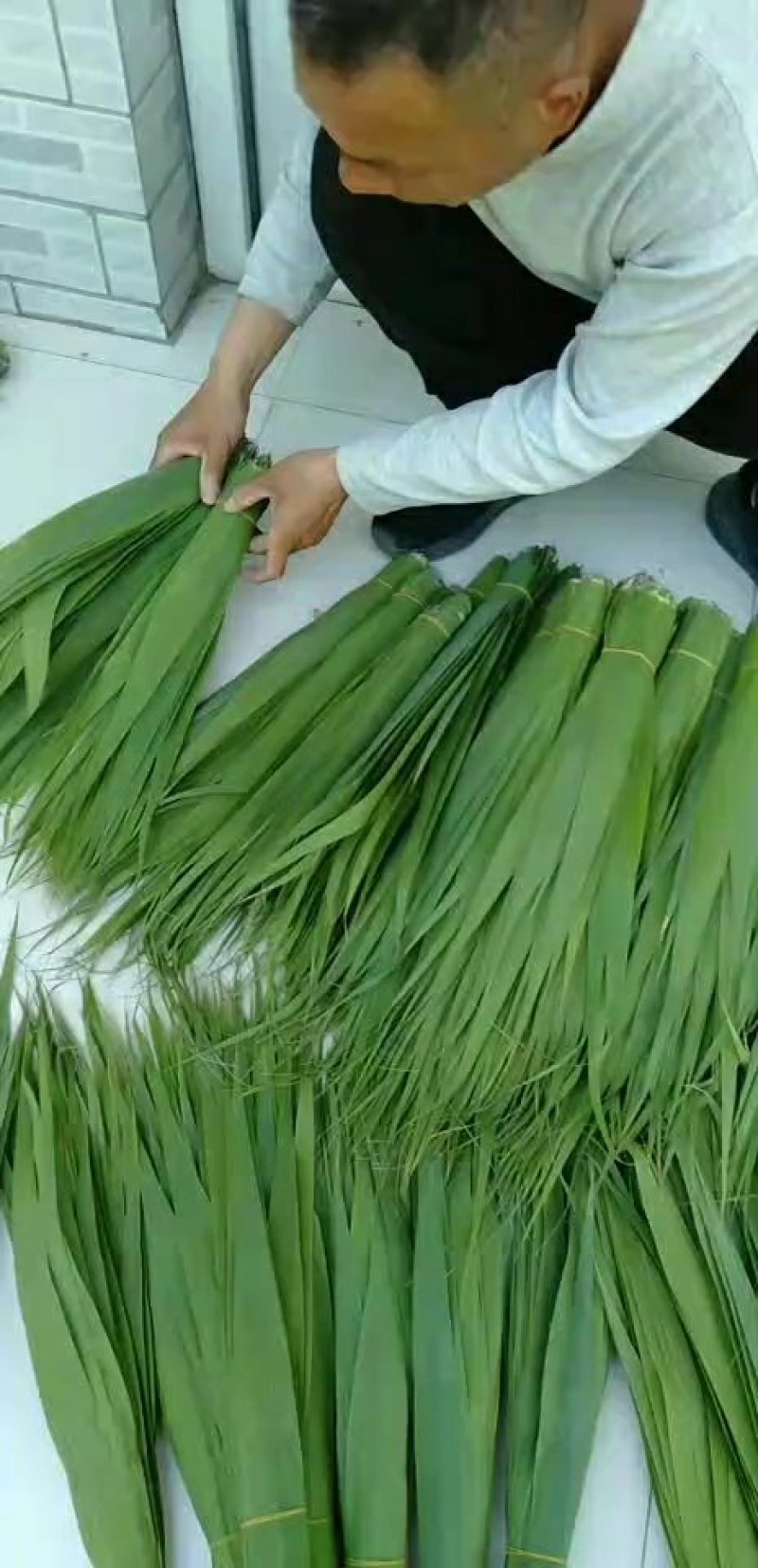 白洋淀芦苇叶