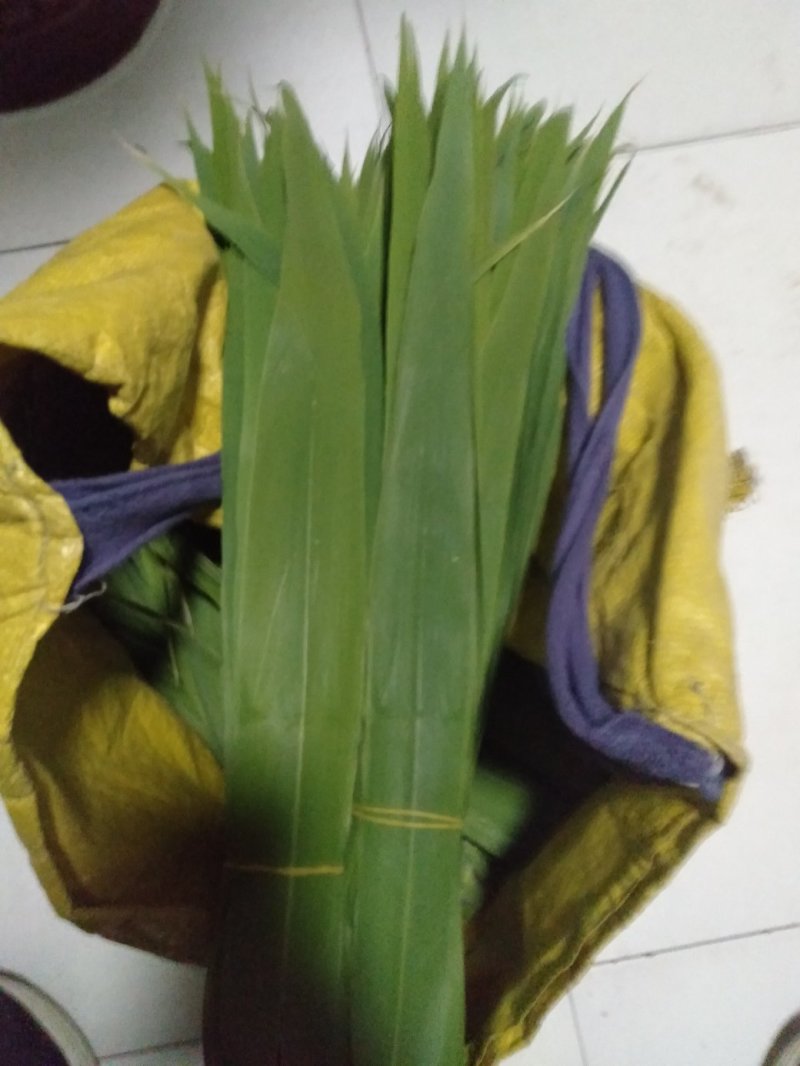 白洋淀芦苇叶