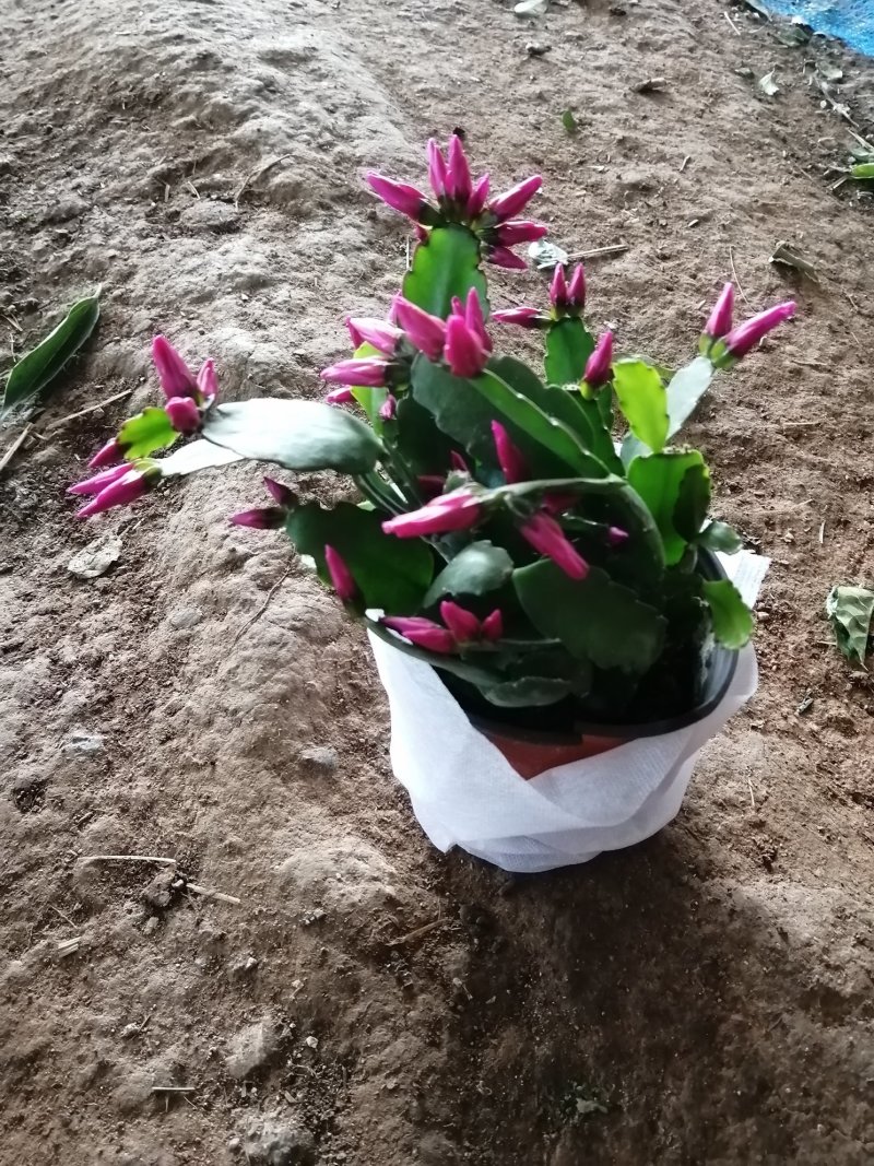 多色蟹爪兰花色齐全1基地直销包邮