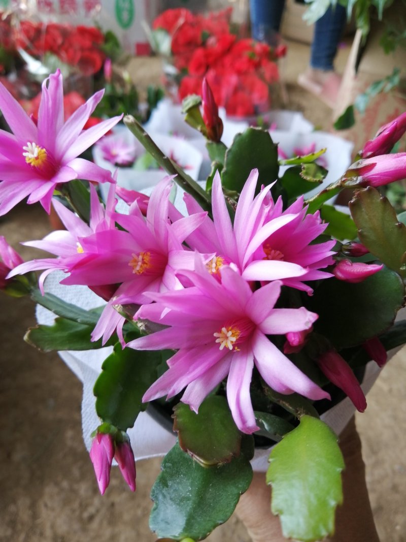 多色蟹爪兰花色齐全1基地直销包邮