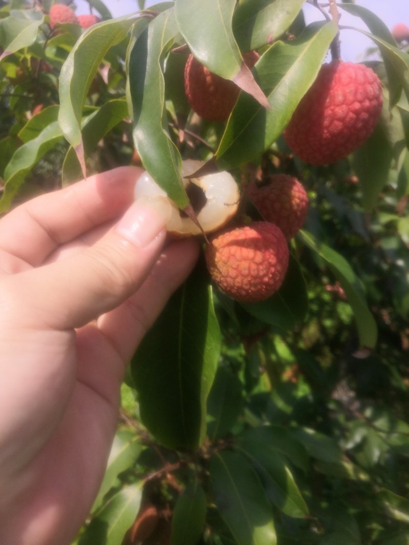 白糖婴