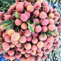 白糖婴