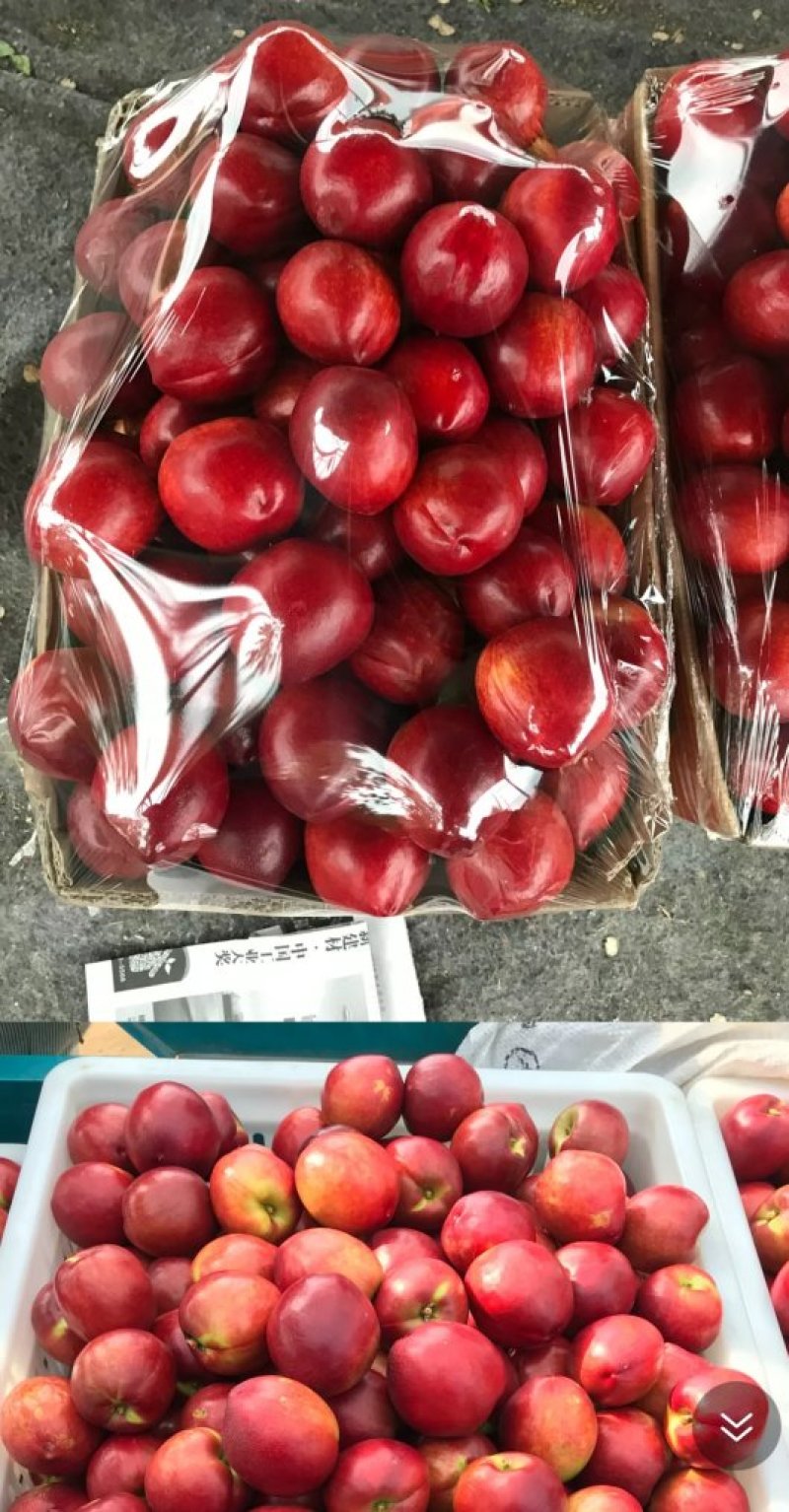 【优选】油桃批发山东油桃硬度好颜色好亮度好规格齐全