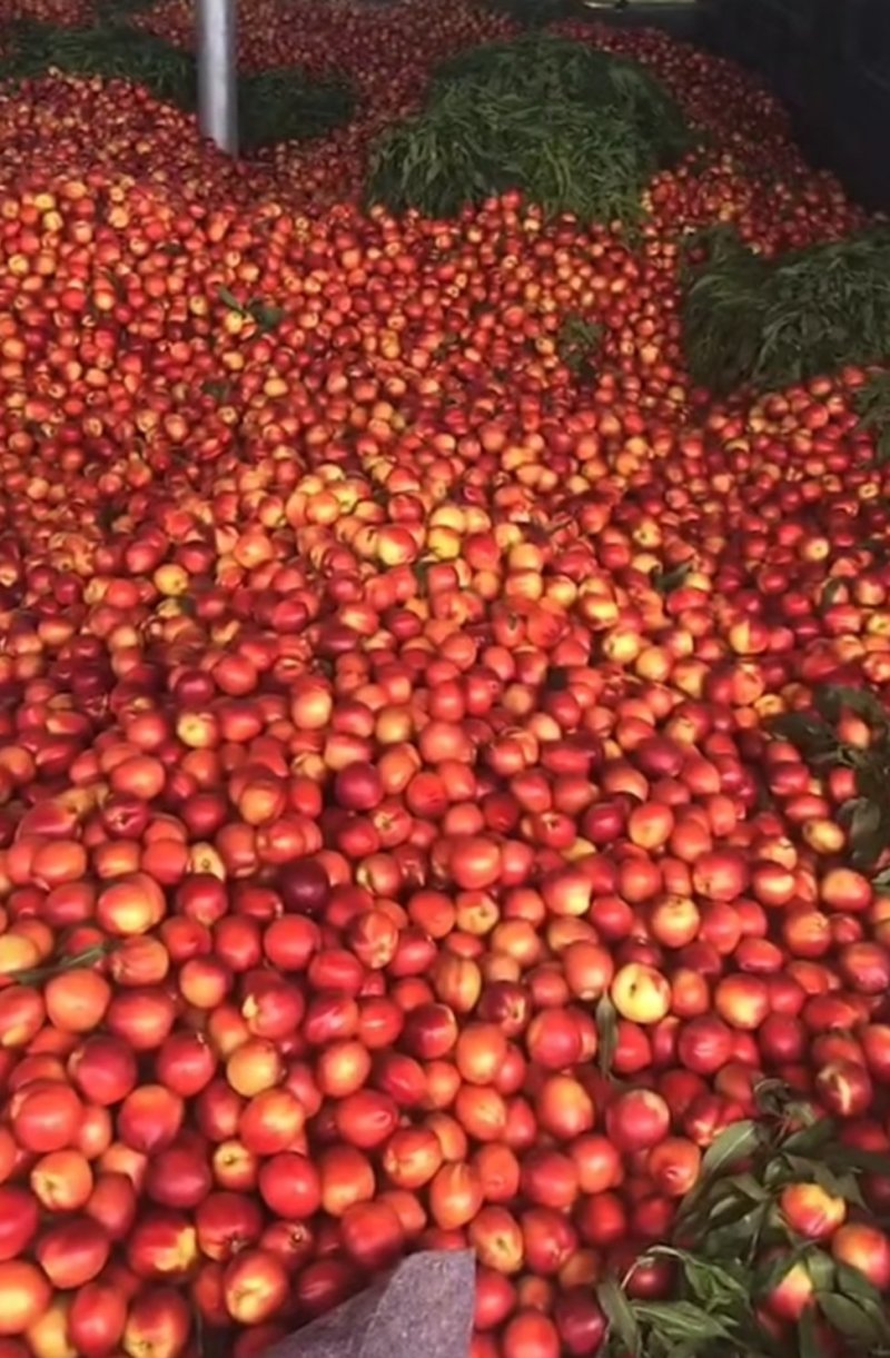 【优选】油桃批发山东油桃硬度好颜色好亮度好规格齐全