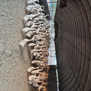 鹅蛋新鲜散养常年批发零售
