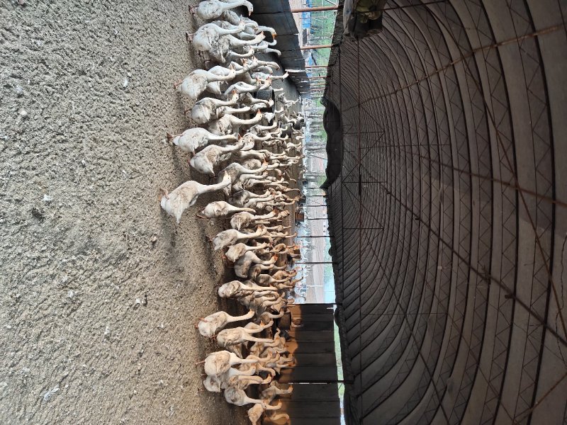鹅蛋新鲜散养常年批发零售
