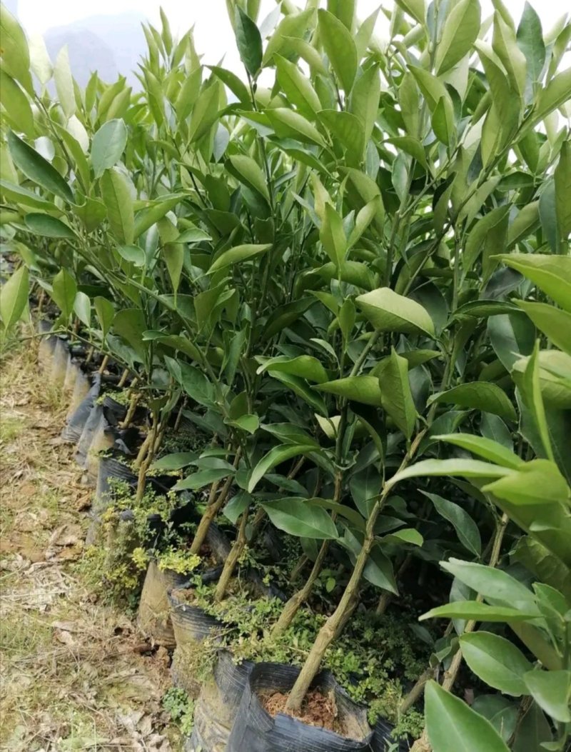 【特价甩卖】长叶香橙苗（杯苗）高产高成活率支持技术指导