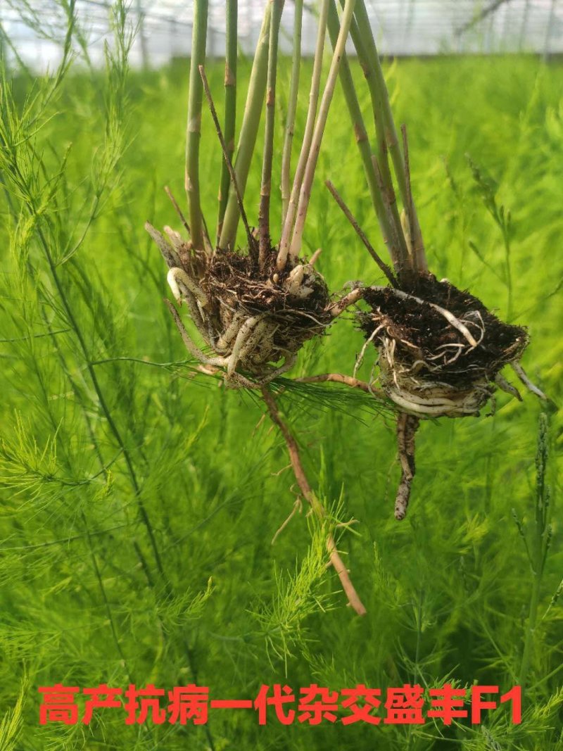 芦笋苗芦笋根绿白芦笋苗育苗基地直销死苗补发视频选一件代发