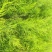 芦笋苗芦笋根绿白芦笋苗育苗基地直销死苗补发视频选一件代发