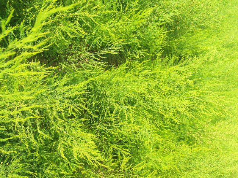 芦笋苗芦笋根绿白芦笋苗育苗基地直销死苗补发视频选一件代发