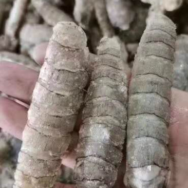 皮皮虾肉