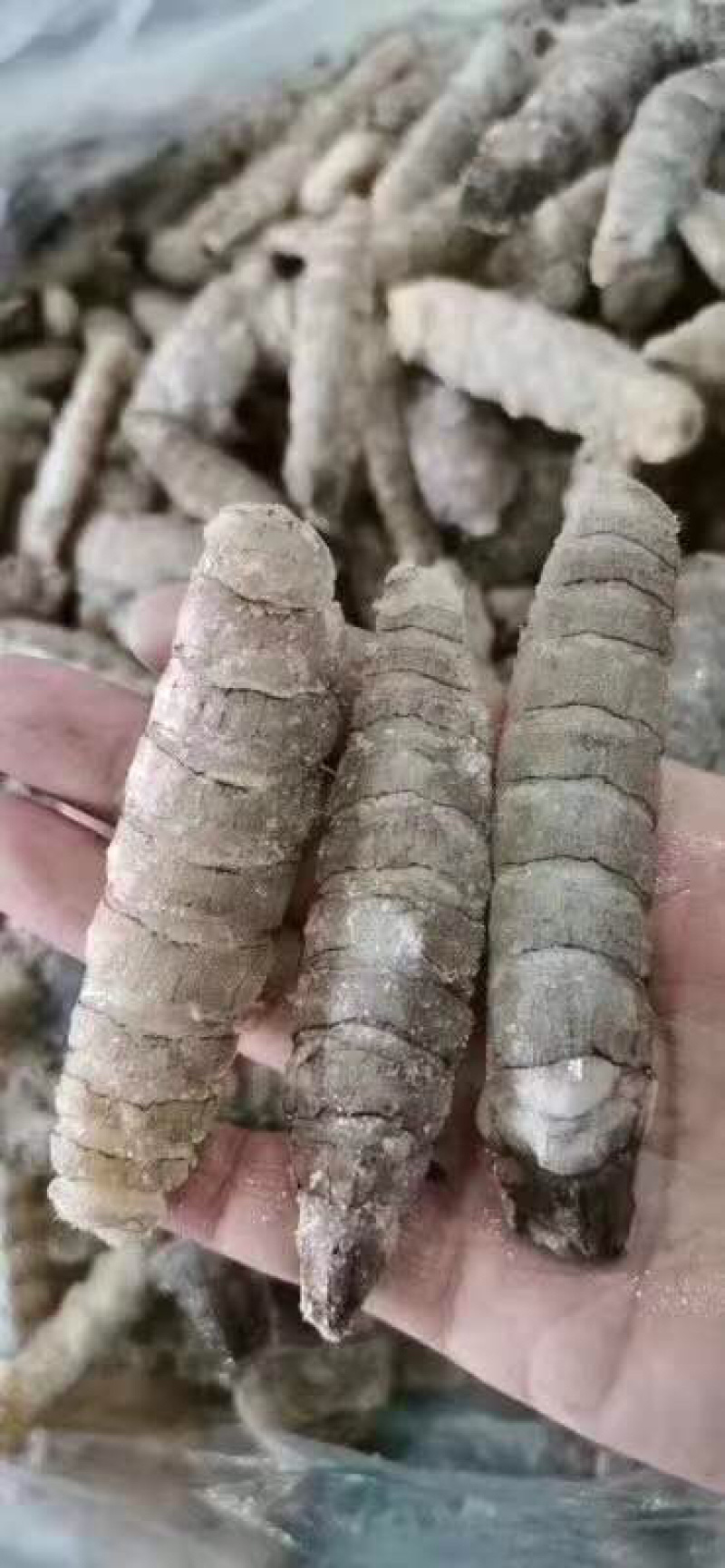 皮皮虾肉