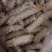 皮皮虾肉