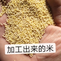 白皮陈谷子