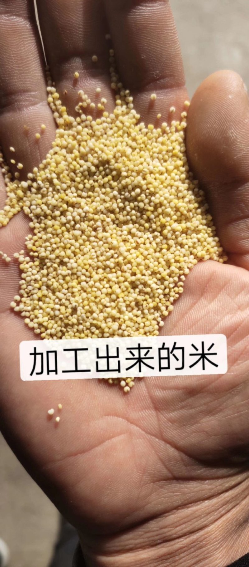 白皮陈谷子