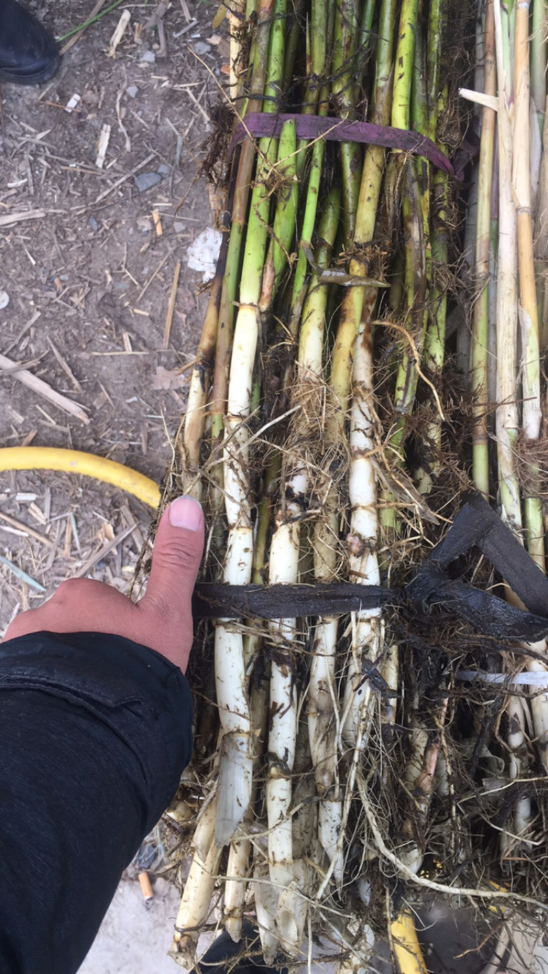 芦苇苗，芦苇芦竹、单棵苗山东芦苇苗，耐寒耐旱工程苗