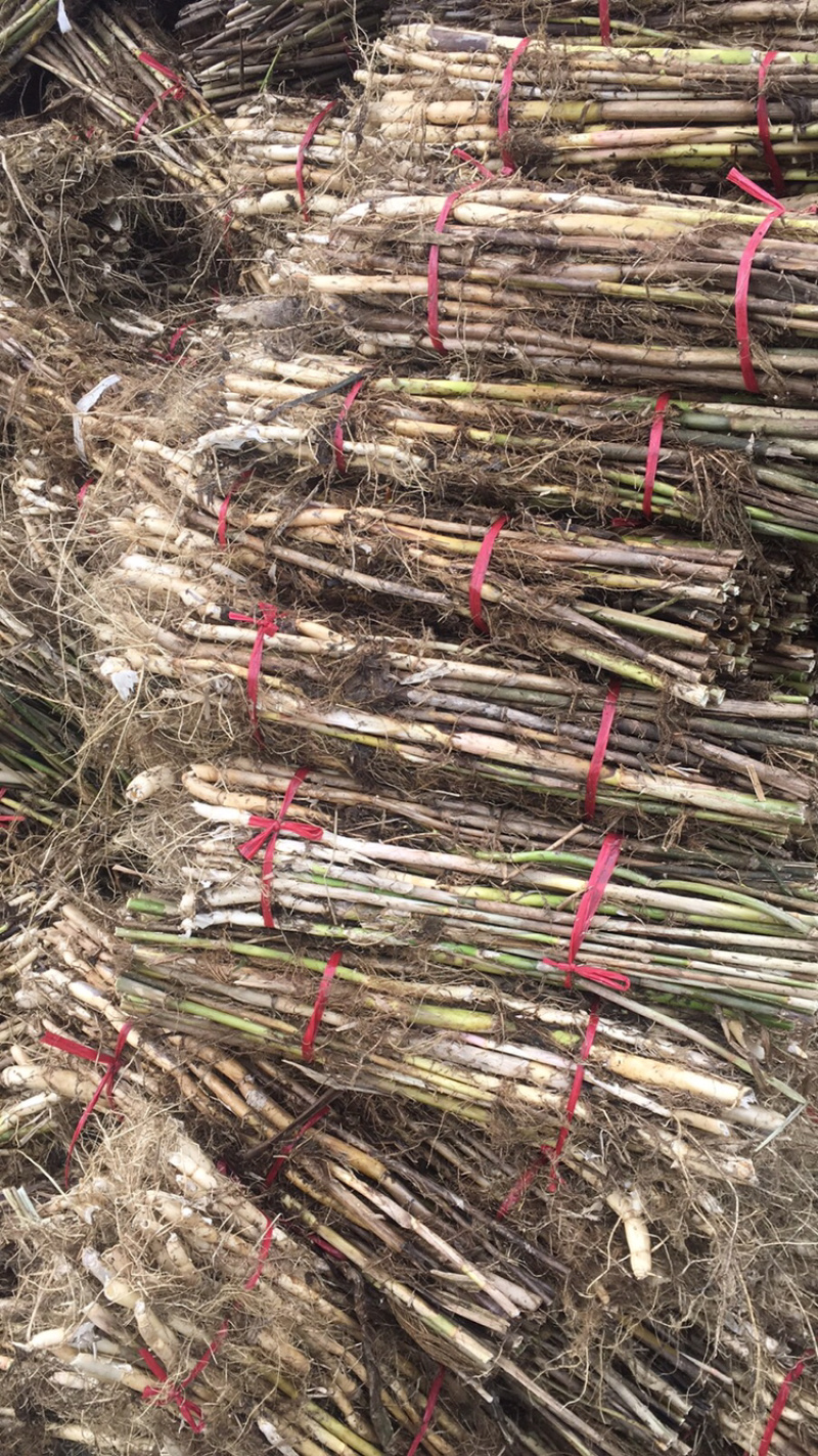 芦苇苗，芦苇芦竹、单棵苗山东芦苇苗，耐寒耐旱工程苗