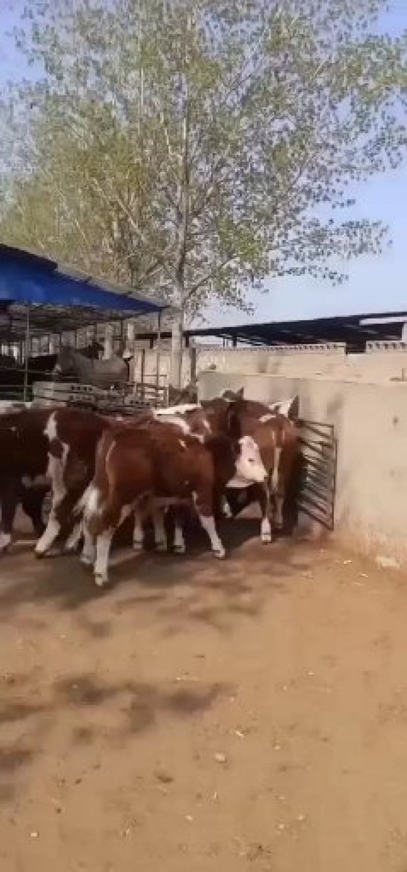 出售肉牛西门塔尔夏洛莱牛犊等