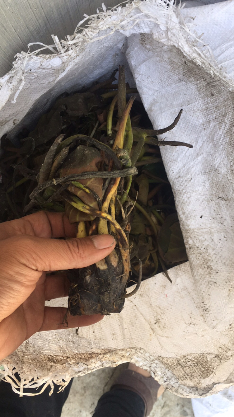 睡莲，红花，白花，黄花，精品睡莲苗，批发价