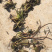 睡莲，红花，白花，黄花，精品睡莲苗，批发价