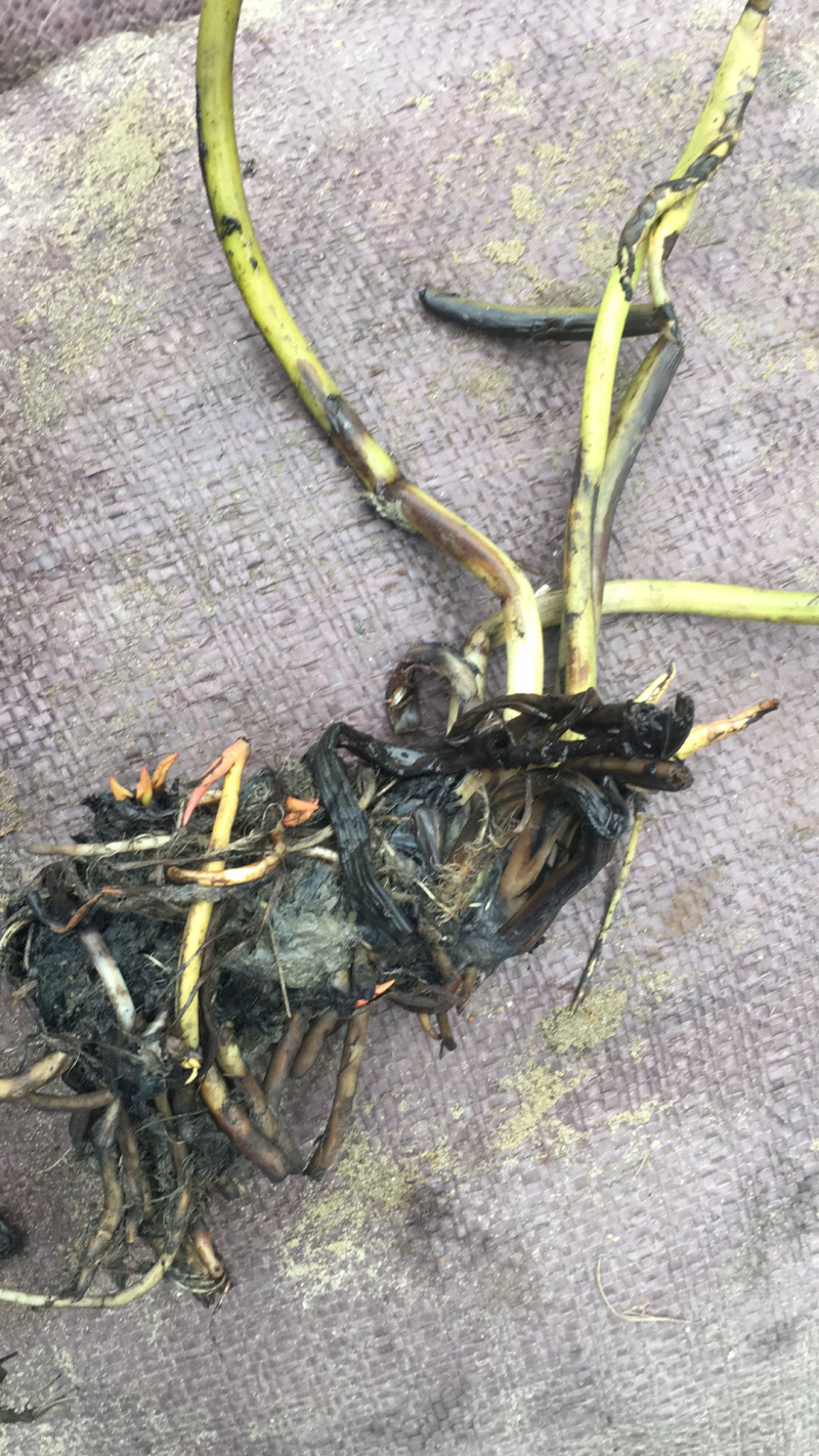 睡莲，红花，白花，黄花，精品睡莲苗，批发价