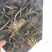 睡莲，红花，白花，黄花，精品睡莲苗，批发价
