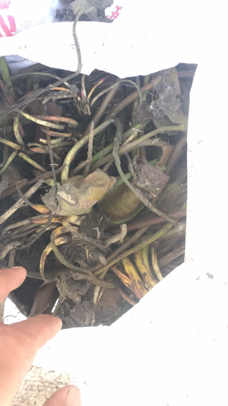 睡莲，红花，白花，黄花，精品睡莲苗，批发价